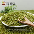 Germinate / sprouting green mung beans